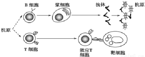 實(shí)驗室用超純水機